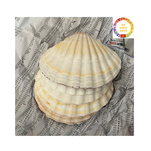 Conchas de vieiras limpias de alta calidad para asar velas para hornear jabón, suministro a granel para exportación - Product Image 1