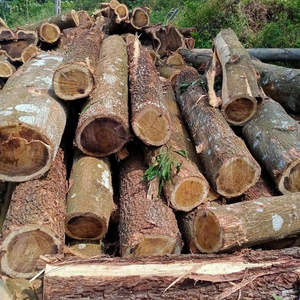 Prix ​​bas BOIS D'ACACIA / BOIS DECHAPEAUÉ Original du Vietnam avec une bonne qualité - Product Image 1