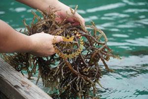 <b>NATURAL</b> SEAMOSS SUPPLIER BEST CHOICE SEAMOSS BULK HIGHT QUALITY VIET NAM LOW PRICE DRIED SEAMOSS HIGH <b>NATURAL</b> VALUE - Product Image 5