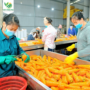 แครอทแช่แข็งคุณภาพสูงจากโรงเรือนออร์แกนิก VIET THIEN PHU VTP/OL-27 สดใหม่ทั้งหัว/หั่นเต๋า/หั่นบาง จากประเทศเวียดนาม พร้อมใบรับรอง LQF - Product Image 6