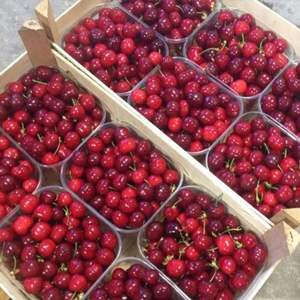 องุ่นแดงไร้เมล็ด พรีเมียม สดใหม่ - คุณภาพส่งออกเกรด 1 - องุ่นหวานคุณภาพสูงสำหรับรับประทาน ขายส่ง - Product Image 2