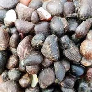 Tự nhiên <span class=keywords><strong>Palm</strong></span> Nuts và <span class=keywords><strong>Palm</strong></span> hạt đã sẵn sàng cho xuất khẩu - Product Image 5