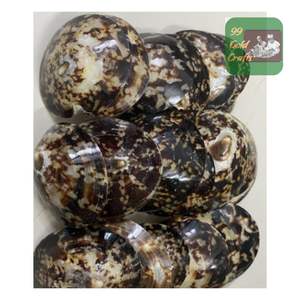 CONCHAS DE LIMPET NATURALES PULIDAS HECHAS EN VIETNAM PARA ARTESANÍA ECOLÓGICA, DECORACIÓN DEL HOGAR Y FINES DE ACCESORIOS DE ENFERMERÍA - Product Image 4