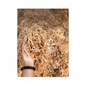 100% ธรรมชาติประดิษฐ์ป่ามอส (ทะเล), ตากแดด, สีน้ำตาล, สีเหลือง, และสีม่วง, Eucheuma cottonni จากดอกบัวสีน้ำเงิน