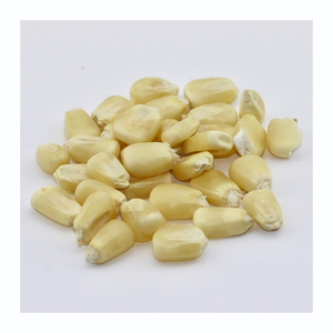 ข้าวโพดขาวพรีเมียมสำหรับขายส่ง พร้อมจัดส่งจำนวนมาก - Product Image 2