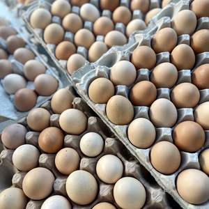 Prix d'usine, qualité supérieure, œufs de poule blancs frais biologiques, prix compétitif, vente en gros, œufs de ferme autrichiens de haute qualité - Product Image 1