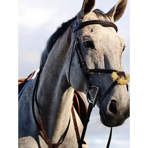 Equipo de Equitación Deportiva de Alta Calidad Estilo 2026, Cabestro Ajustable para Caballo, Brida para Caballo - Product Image 5