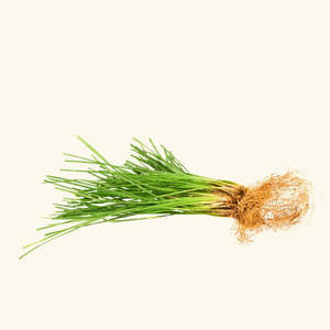 Huile Essentielle Pure à 100% de Vétiver, Encens, Orange, Myrrhe, Pamplemousse, Géranium, Bois de Santal, Fenouil, Pin, Ylang-Ylang, Vanille, Origan - Product Image 2