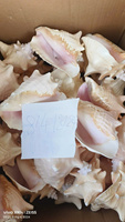 Offre Spéciale grande coquille de conque rose artisanat naturel de haute qualité pour la décoration de la maison casque poli grande taille haut artisanat