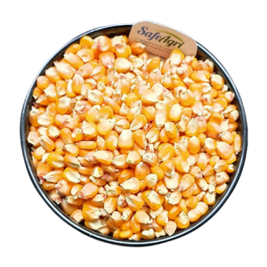 Maïs jaune indien de haute qualité pour l'alimentation des animaux 14% humidité maximale AD couleur jaune séchée maïs de qualité supérieure utilisé comme farine de poisson - Product Image 4