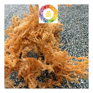 High Grade Dried Irish Sea Moss Eucheuma Cottonnii Seaweed Clean Large Size Natural Product Best for Seamoss Salad - Product Image 3
