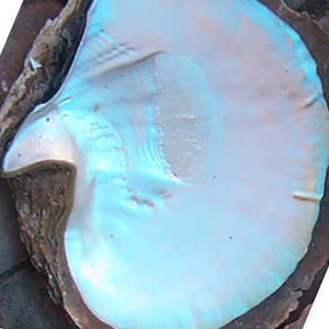 Coquillages bruts de la plus grande taille 17 cm et plus, BIJOUX EN COQUILLES, nacre brute, motif taille 18-24 cm, artisanat naturel, coquillages - Product Image 3