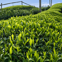 Poudre de thé vert matcha pour la fabrication alimentaire et la production de boissons, vente en gros, approvisionnement OEM, thé santé BMT001
