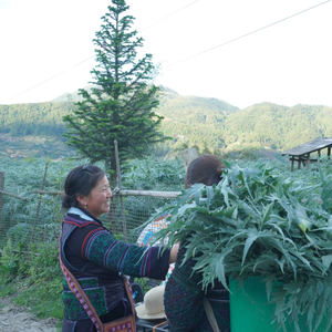 Precio competitivo, venta al por mayor, EXTRACTO DE ALCACHOFA a granel, polvo marrón de Vietnam (Cynarin 2,5%; ácido clorogénico 0,6%) - Product Image 3