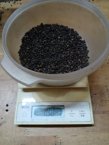 Anna DO ขายส่งเครื่องเทศเดียวและสมุนไพร600GL 500GL 550GL 5mm พริกไทยดำดิบแห้งจากเวียดนามสะอาด/คำถาม/Asta ได้รับการรับรอง - Product Image 5