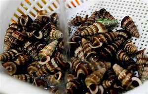 FUENTE DE MINERAL DE CONCHA DE MAR NATURAL PURA PARA EL SISTEMA INMUNE APOYO INGREDIENTE DE ETIQUETA LIMPIA - Product Image 4