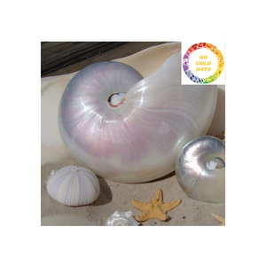 Coquille de mer Nautilus polie du Vietnam pour la décoration d'aquarium et les projets d'artisanat à un prix compétitif - Product Image 1