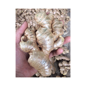 Rhizome naturel garni de gingembre frais pour le tranchage en dés et la préparation prête, cultivé au Vietnam, de haute qualité emballé dans des sacs en filet - Product Image 4