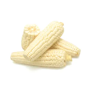 White corn for human consumption non gmo White corn/ White corn for animal feed popcorn