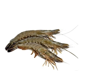 Camarones Tigre Negros Capturados en el Salvaje, Congelados, Tamaño Grande, Calidad Premium, Mariscos Exportados a Todo el Mundo - Product Image 3