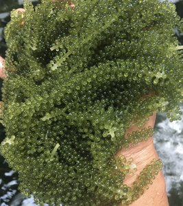 Vietnam Fresh Sea Grapes Seaweed Caulerpa Lentillifera for Salad Sushi Food Ingredient Dining and Kitchen Use - Product Image 5