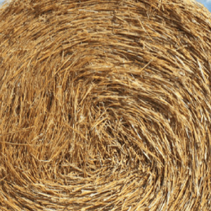 Xuất khẩu chất lượng (rơm lúa mì) hay kiện tốt nhất lúa mì hay kiện cỏ linh lăng thức ăn chăn nuôi từ Pakistan - Product Image 4