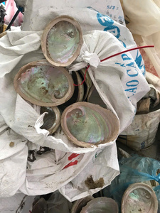 Coquille d'ormeau vert/blanc brut pour la décoration, coquille d'ormeau vert/blanc brut naturel intact avec haute qualité, coquille d'ormeau - Product Image 5