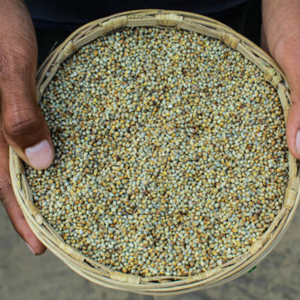 เมล็ดข้าวฟ่างเขียวออร์แกนิก พรีเมียม ปราศจากกลูเตน ไม่ใช่พืช GMO ซูเปอร์ฟู้ด โปรตีนสูง ธัญพืชเพื่อสุขภาพ อุดมด้วยสารอาหาร แคลอรีต่ำ - Product Image 5
