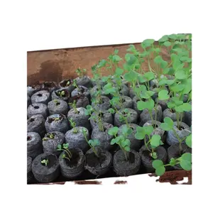 Pastillas de coco Premium Jiffy-100%, sustrato orgánico de tierra para plantas, semillas y jardinería