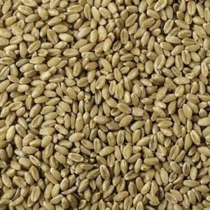 Granos de Trigo Premium al por Mayor, Grano de Trigo Duro Certificado de Alto Estándar - Granos Largos Marrones, 100% Pureza, 11-12% de Proteína - Product Image 1
