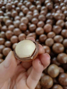 Noix de macadamia fraîches vietnamiennes en vrac, qualité A, brutes, emballées sous vide, marque VIET DELTA - Product Image 2