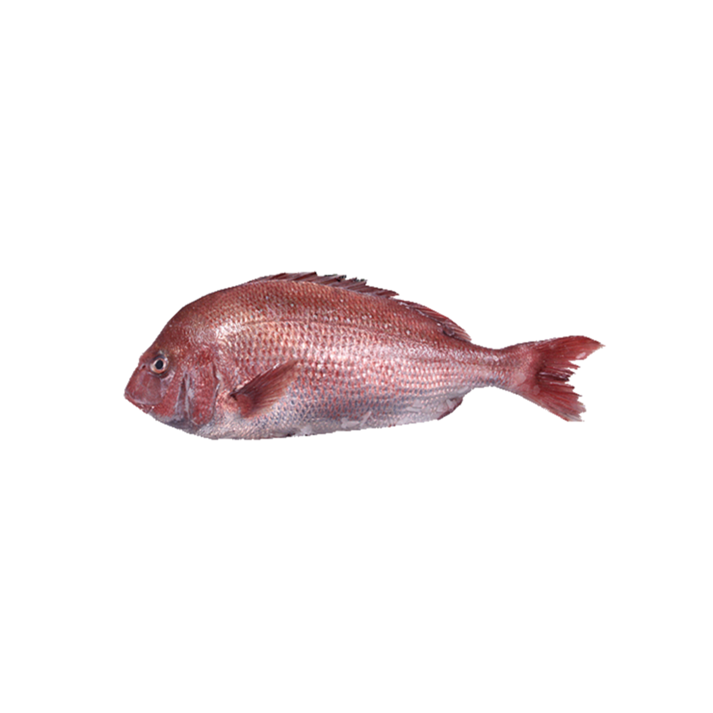 Frozen-Red-Sea-Bream-Fillet-in