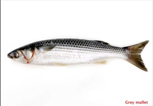 Thức ăn chăn nuôi tại Việt Nam với chất lượng tốt-ddgs-99 Vàng lưu trữ dữ liệu Ngô Gluten bữa ăn động vật thức ăn 60% các nhà sản xuất protein - Product Image 2