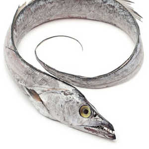 ปลาริบบิ้นแช่แข็ง/ปลาริบบิ้นสด/ปลาริบบิ้น - Product Image 1