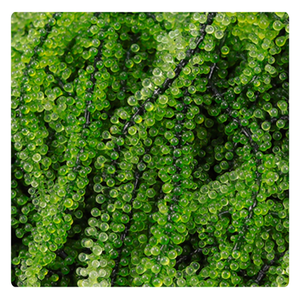 องุ่นทะเลสดจากเวียดนามผลิตภัณฑ์2025ในราคาพิเศษ - Product Image 2