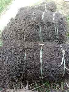 GRAN CANTIDAD DE JALEA DE HIERBA NEGRA SECA GEL ALTO SUONG SAM SUONG SAO HOJAS DE JALEA DE HIERBA NEGRA SECA EN LA MONTAÑA PRODUCTO CALIENTE 2024 - Product Image 4