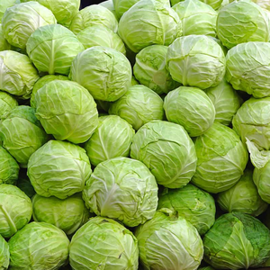 Sacs de culture de haute qualité pour le chou à base de Cocopeat naturel et biologique utilisé à des fins agricoles sans sol - Product Image 3