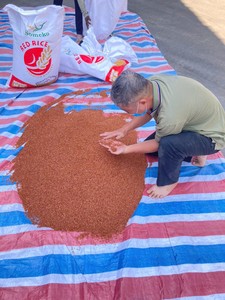 Riz rouge de haute qualité du Vietnam séché en vrac pour une alimentation saine et la distribution au supermarché - Product Image 6