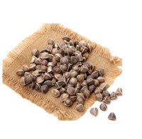 Tanaman herbal Premium dan kelor Moringa Oleifera- Seed