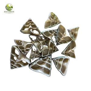 Conchas Marinas Naturales para Decoración, Piezas de Conchas Pulimentadas para Manualidades, Decoración del Hogar, Arte DIY y Decoración de Bodas - Product Image 4