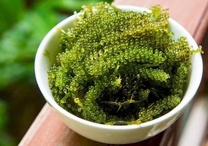 Raisin de mer naturel/goût propre/haute qualité/plante marine - Product Image 6