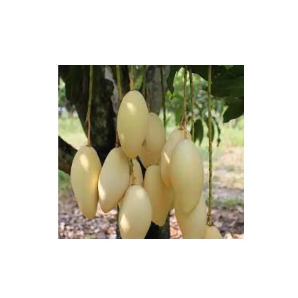 Premium Grade Of Fresh Mangos Golden Nam Dok Mai RL Supply Brand Quality Product From Thailand Manufacture Export Large Market