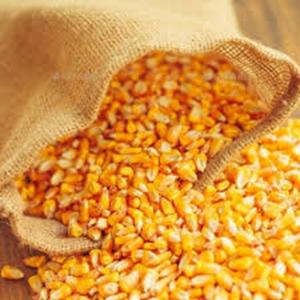 Maíz Amarillo Seco, Transgénico, para Consumo Humano y Alimentación Animal, a Precio de Mayoreo - Product Image 3