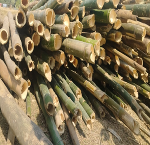 Solide grands poteaux de bambou brut 4.5 pouces de diamètre pour les magasins d'expositions de jardin de clôture de construction-Prix d'usine bon marché en Inde - Product Image 3