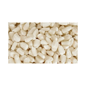 Maíz blanco recién cosechado, suministro a granel, ideal para el comercio global - Product Image 4
