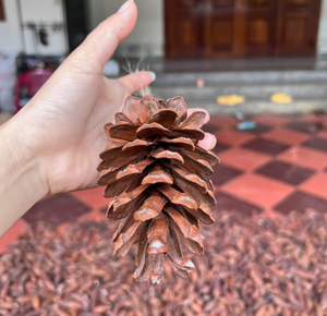 Decoraciones de cono de pino rústico Tamaños grandes, medianos y mini para mesa, árbol y decoración del hogar - Product Image 3