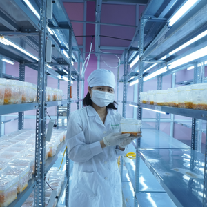 Prix compétitif, directement de l'usine, Cordyceps militaris séché, champignon à haute teneur en cordycepine, lyophilisé, complément alimentaire - Product Image 6