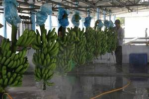 Vente de gros fournisseur de fruits tropicaux verts banane CAVENDISH prête à charger des aliments du Vietnam - Product Image 4
