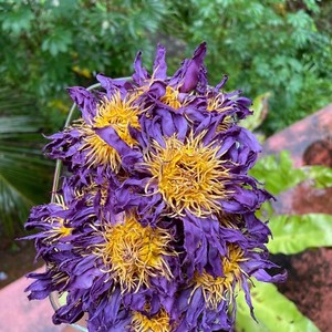 ราคาที่ดีที่สุดดอกบัวสีน้ำเงินแห้งดอกบัว2025การแช่สมุนไพรพรีเมี่ยมรสชาติหอมเหมาะสำหรับชาหรือเครื่องดื่มเพื่อสุขภาพ - Product Image 5