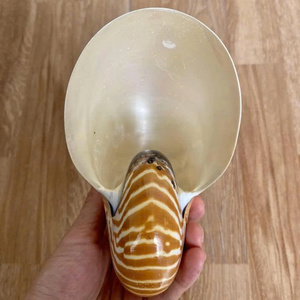 Coquille de Nautilus Premium, coquille naturelle décorative de luxe, polie pour la présentation sur table, ornement de maison, souvenir et cadeau de collection - Product Image 3